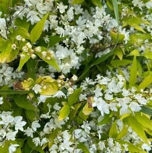 Meet your Posher, Chantal